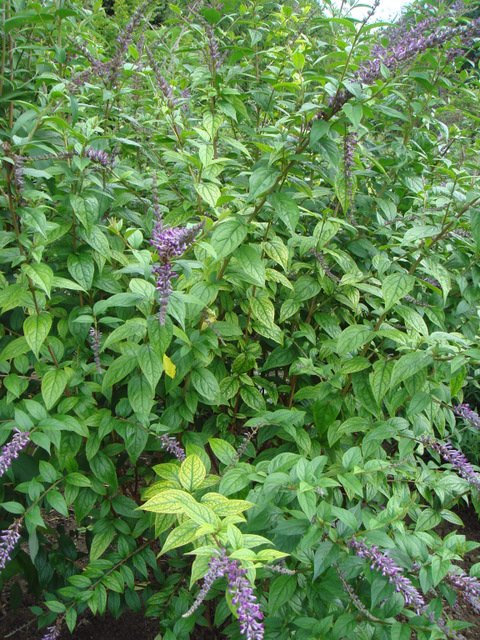 Buddleja lindleyana